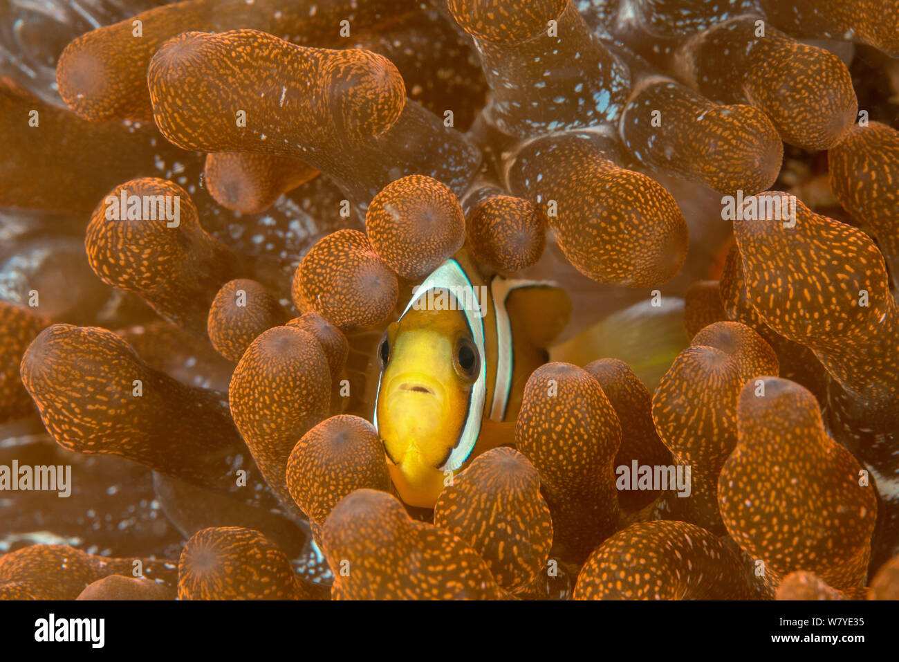 Clark&#39;s anemonefish (Amphiprion clarkii) unusual yellow form in  its host Bubble-tip Anemone (Entacmaea quadricolor). Lembeh Strait, North Sulawesi, Indonesia. Stock Photo