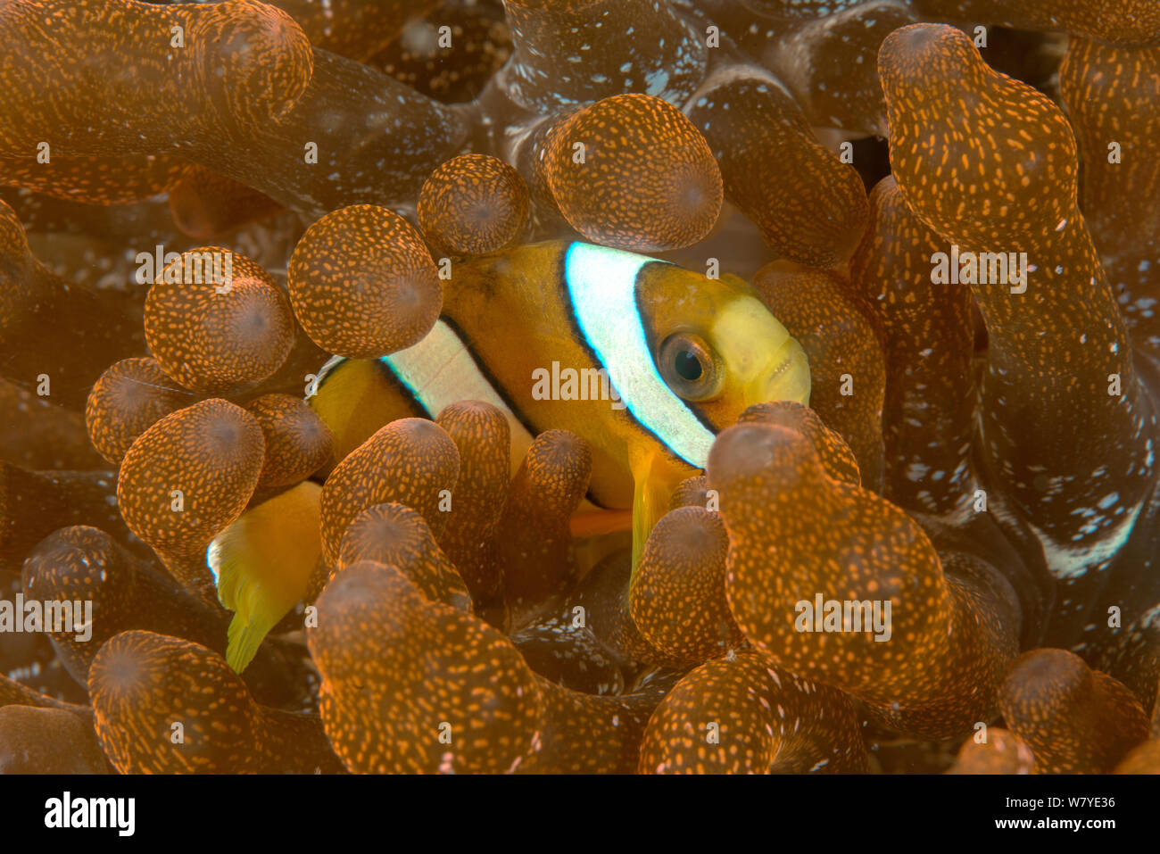 Clark&#39;s anemonefish (Amphiprion clarkii) unusual yellow form in  its host Bubble-tip Anemone (Entacmaea quadricolor). Lembeh Strait, North Sulawesi, Indonesia. Stock Photo