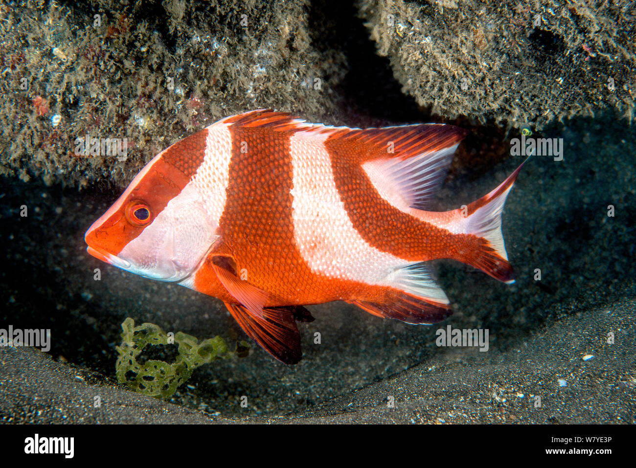 Emperor red snaper (Lutjanus sebae) sub-adult. Lembeh Strait, North Sulawesi, Indonesia. Stock Photo