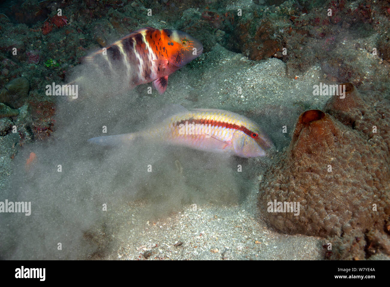 Dash and dot goatfish (Parupeneus barberinus) stirring up the sand in search of food, followed by a Wrasse (Labridae) waiting to pick up easy meal, Lembeh Strait, North Sulawesi, Indonesia. Stock Photo