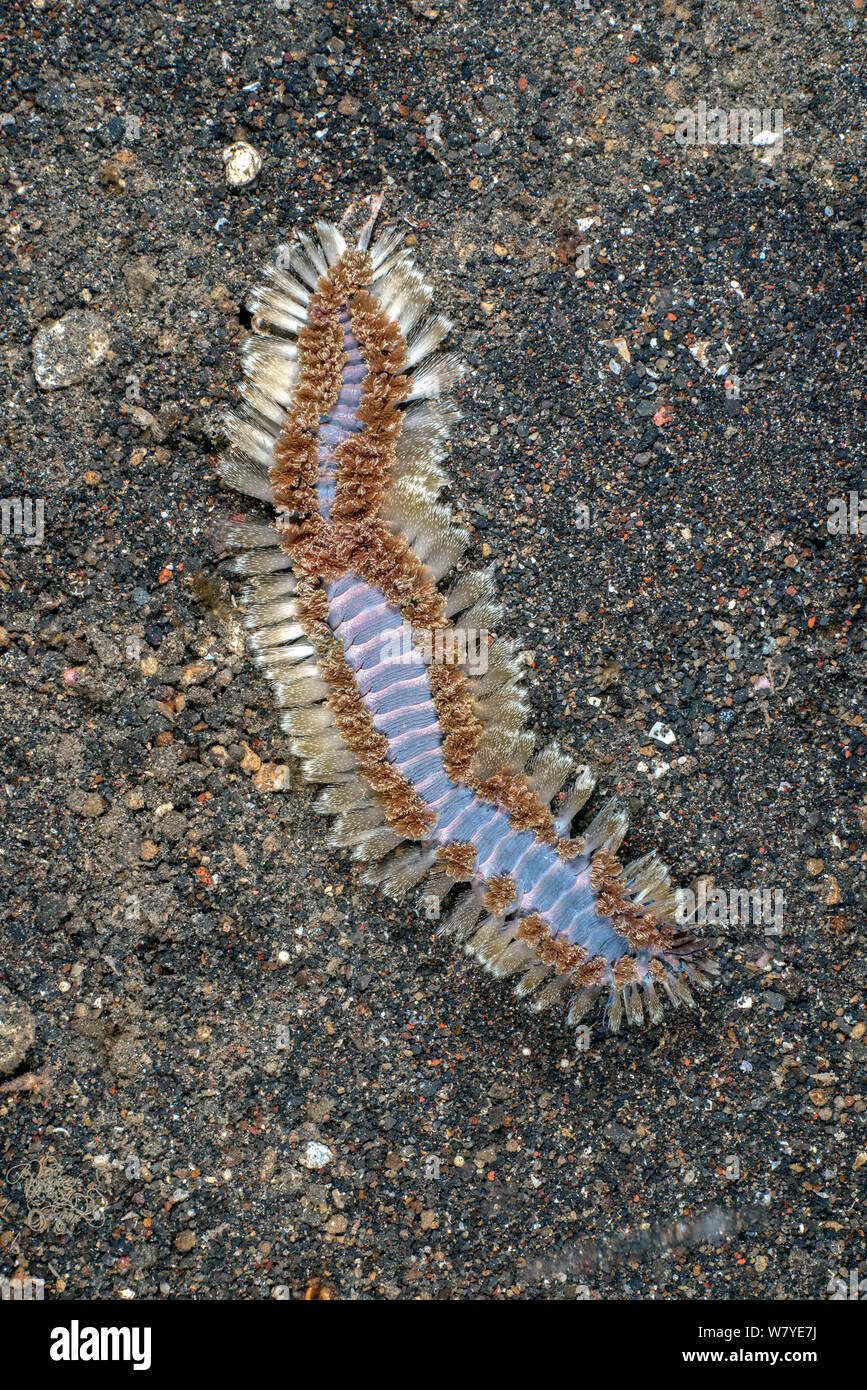 Fire worm (Chloeia sp.) Lembeh Strait, North Sulwesi, Indonesia. Stock Photo