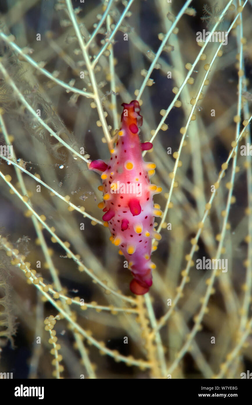 Rosy spindle cowrie (Phenacovolva rosea) on Branching Black Coral (Antipathes sp) Lembeh Strait, North Sulawesi, Indonesia. Stock Photo