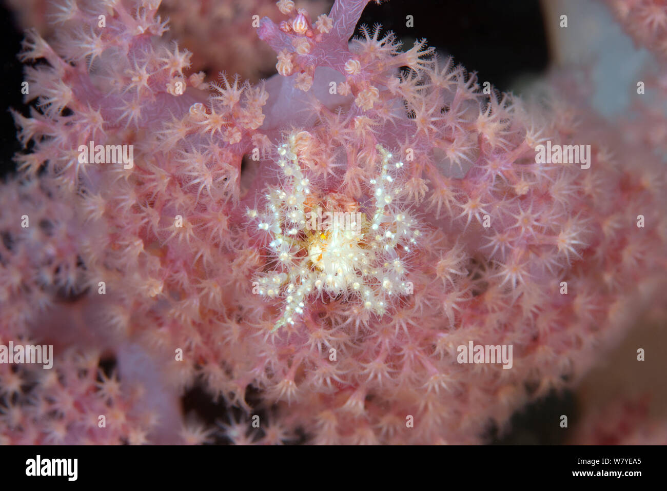 Decorator crab (unidentified) on Soft Coral at night. Due to the heavy decoration, the diagnostic features of many species are hidden from view and only a laboratory examination of a specimen can provide positive identification. Lembeh Strait, North Sulawesi, Indonesia. Stock Photo