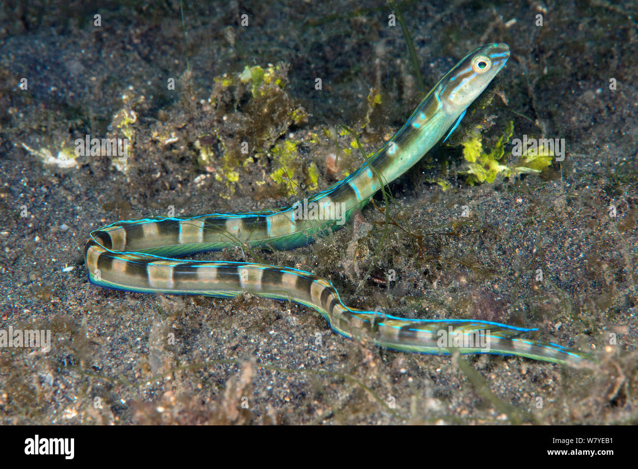 Hair-tail blenny (Xiphasia setifer) adult. Lembeh Strait, North Sulawesi, Indonesia. Stock Photo