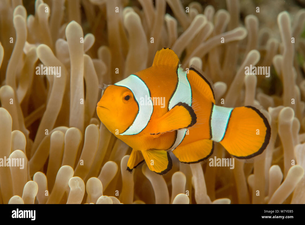 False clown anemonefish (Amphiprion perideraion) with its host sea anemone (Heteractis magnifica). Lembeh Strait, North Sulawesi, Indonesia. Stock Photo