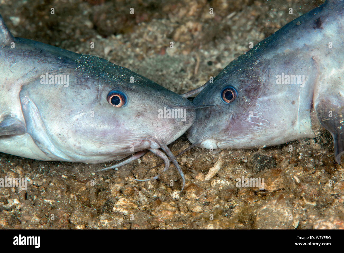 Striped eel catfish (Plotosus lineatus) adult males fighting trying to bite each other&#39;s head. Lembeh Strait, North Sulawesi, Indonesia. Stock Photo