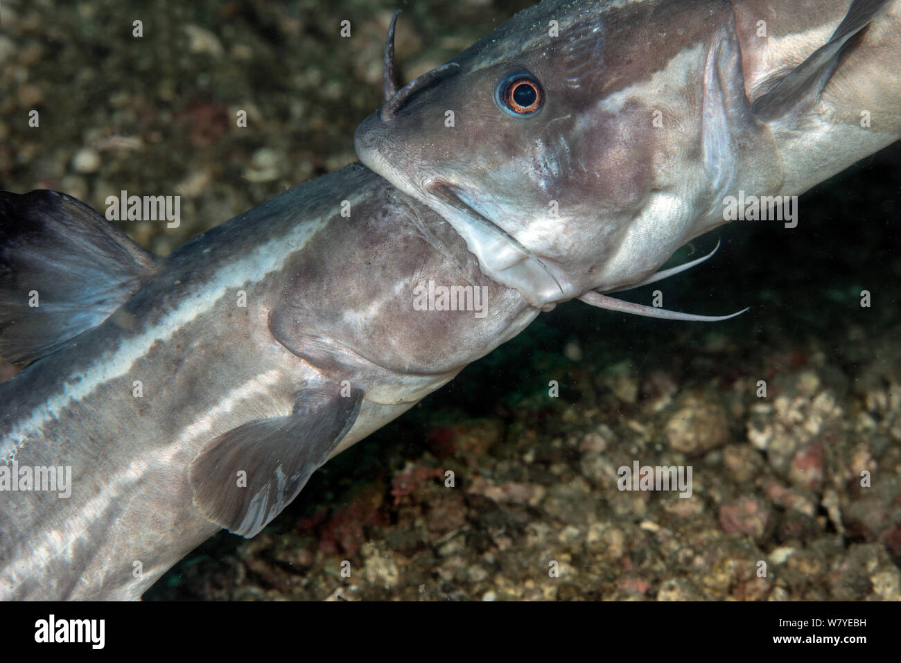 Striped eel catfish (Plotosus lineatus) adult males fighting trying to bite each other&#39;s head. Lembeh Strait, North Sulawesi, Indonesia. Stock Photo
