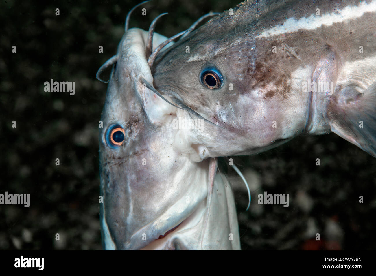 Striped eel catfish (Plotosus lineatus) adult males fighting trying to bite each other&#39;s head. Lembeh Strait, North Sulawesi, Indonesia. Stock Photo