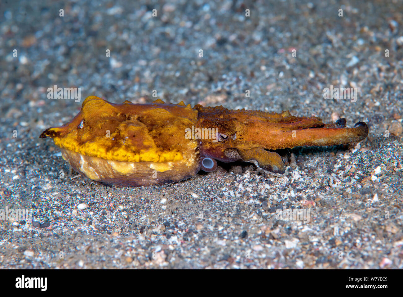 Flamboyant cuttlefish (Metasepia pfefferi) walking on sea floor, in stalking posture. This species walks on sea floor as it has a small cuttle bone and cannot float for long periods of time. Lembeh Strait, North Sulawesi, Indonesia. Stock Photo