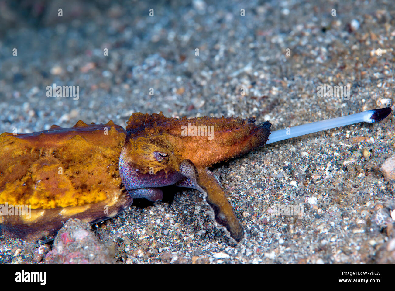 Flamboyant cuttlefish (Metasepia pfefferi) walking on sea floor and striking at prey. This species walks on sea floor as it has a small cuttle bone and cannot float for long periods of time. Lembeh Strait, North Sulawesi, Indonesia. Stock Photo