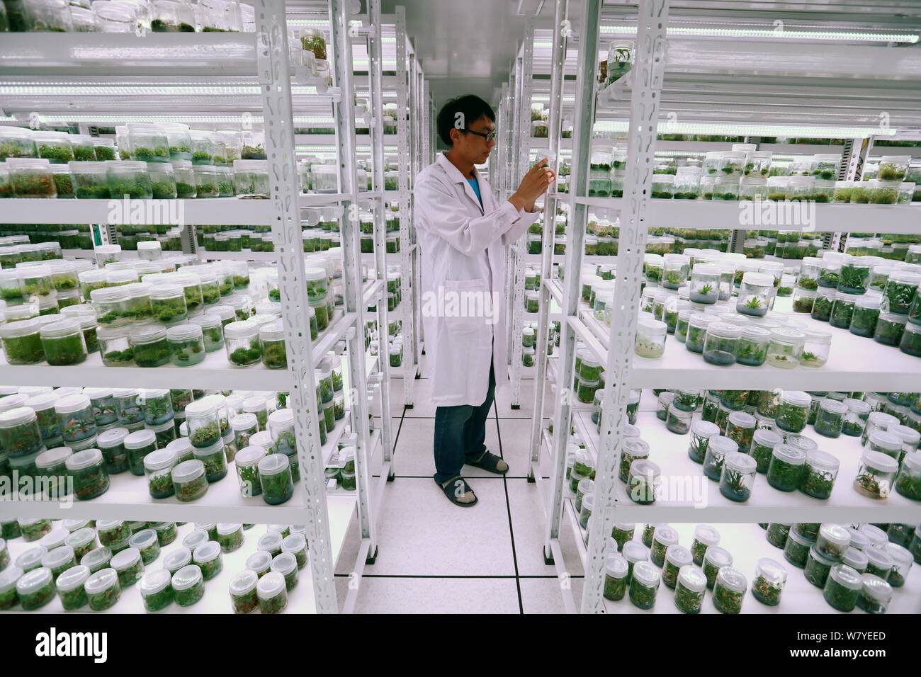 A Chinese researcher checks the preservation of pteridophyte at the Southwest China Germplasm Bank of Wild Species established by Kunming Institute of Stock Photo