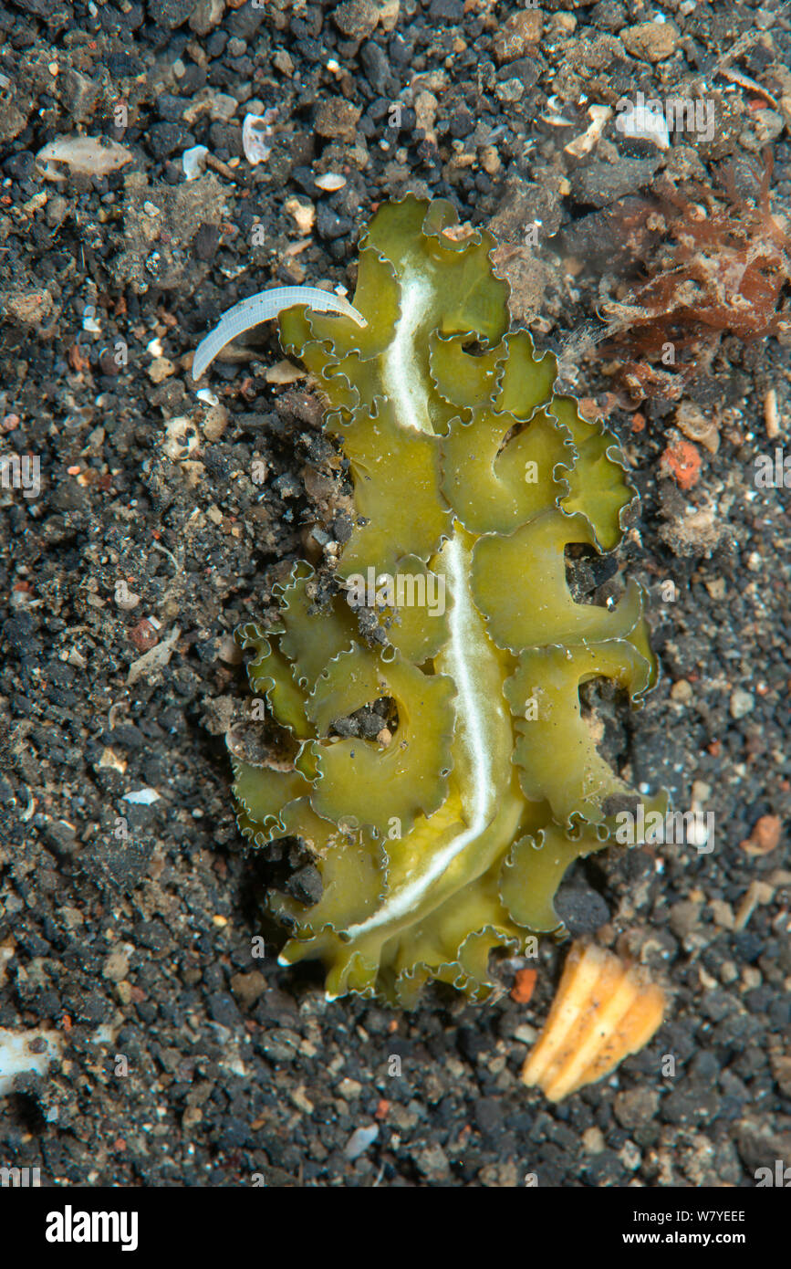 Marine flatworm (Pseudobiceros flowersi) with ruffled marginal tentacles - pseudotentacles. Lembeh Strait, North Sulawesi, Indonesia.e shown that fish will spit them out after the briefest of nips. We know however that puffer fish eat them to replenish their toxins. For example, the pufferfish Canthigaster valentini contains the same toxin as polyclads such as Pseudoceros dimidiatus. More research is needed on polyclad species toxicity. Lembeh Strait, North Sulawesi, Indonesia. Stock Photo