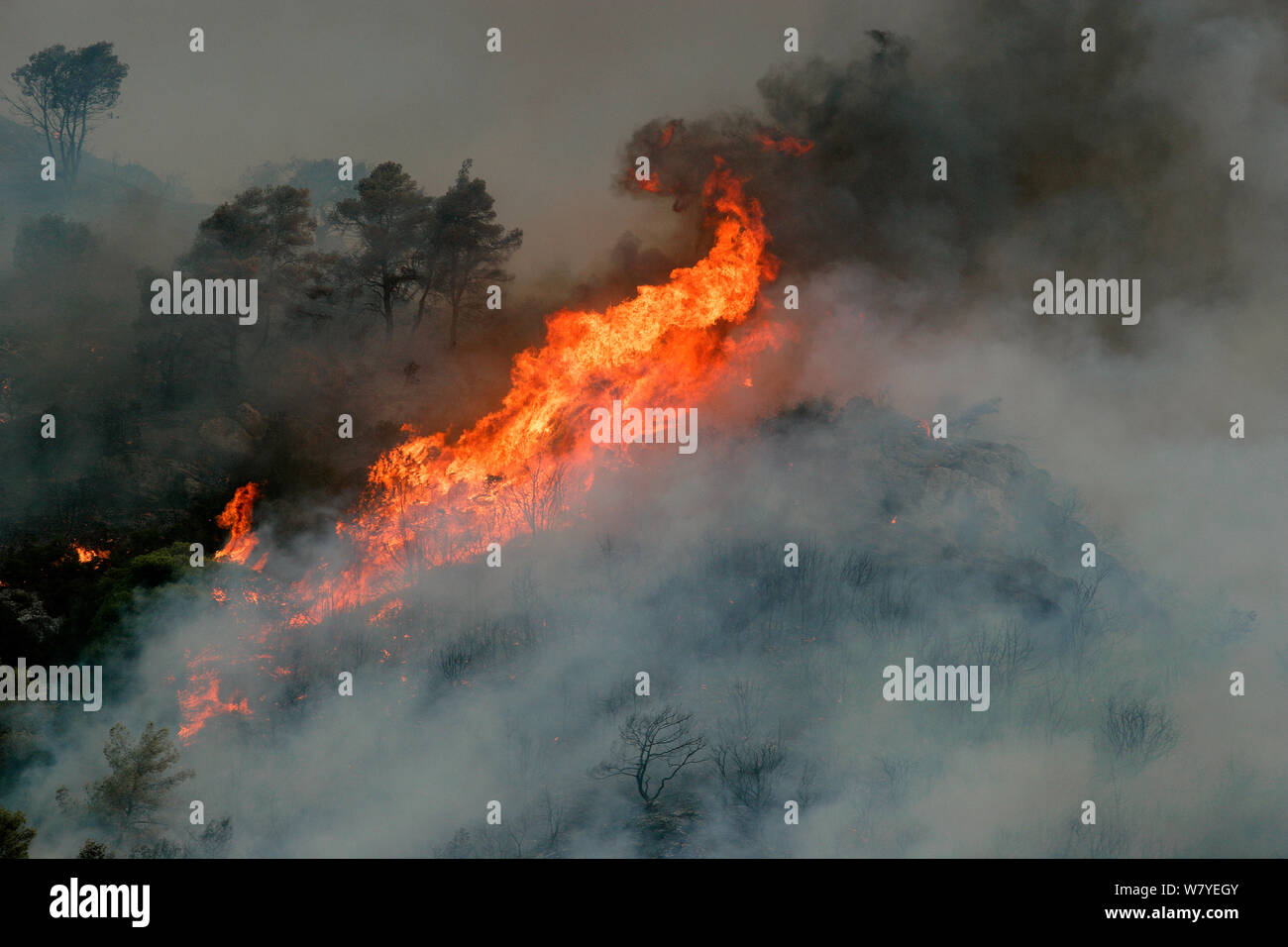 Mediterranean pines (Pinus halepensis) in forest fire, taken from the Patra Korinth Highway, Mount Klokos, Peloponese, Greece. 9th July 2007. This was the largest forest fire in Greece recorded. It destroyed 270,000 hectares, 63 people died,500 homes burned and 6000 people became homeless. Stock Photo