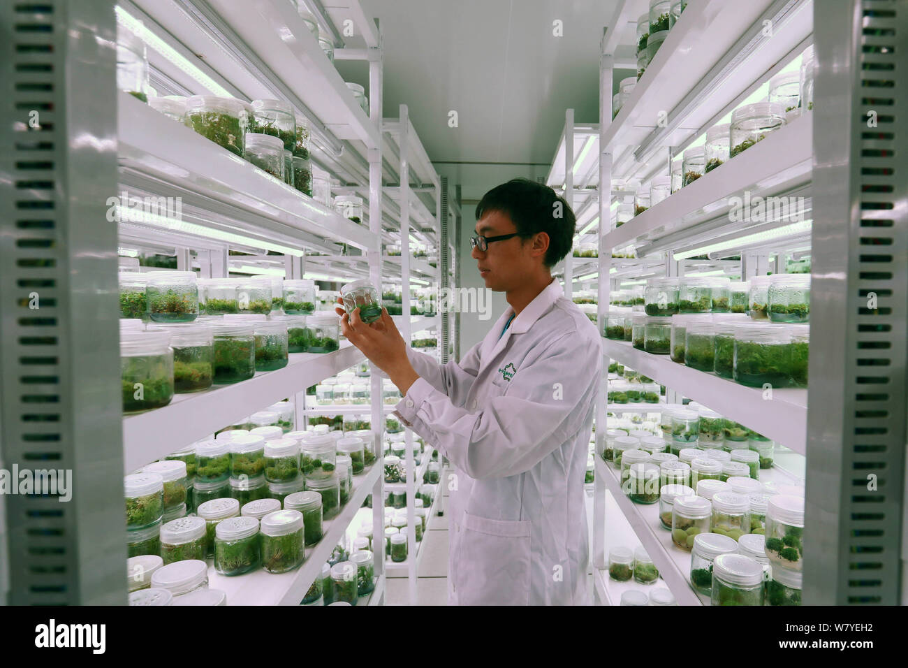 A Chinese researcher checks the preservation of pteridophyte at the Southwest China Germplasm Bank of Wild Species established by Kunming Institute of Stock Photo