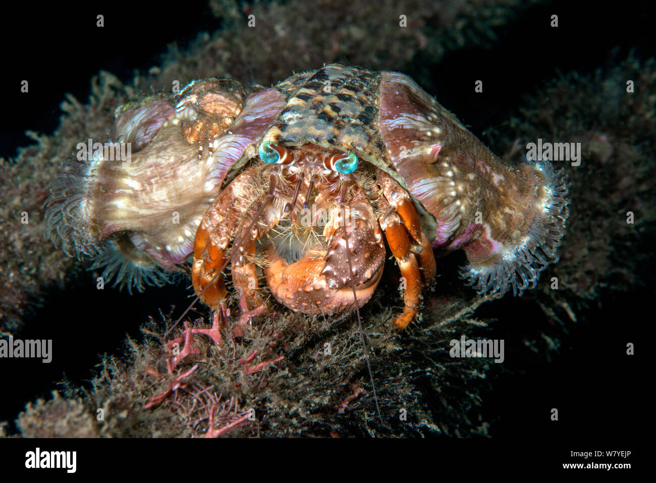 Saltwater hermit crab hi-res stock photography and images - Alamy