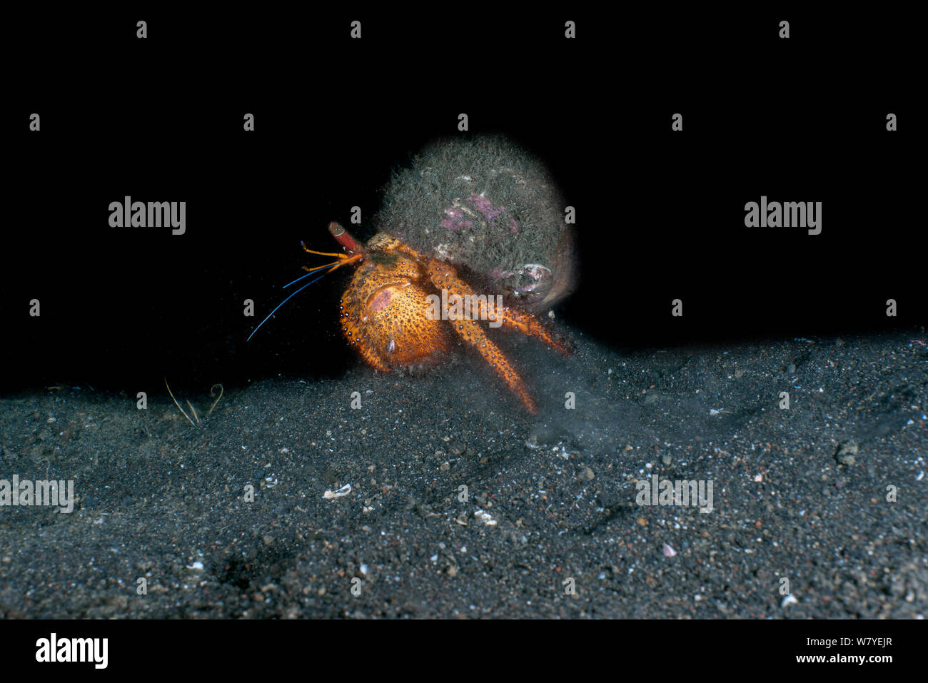 Spotted hermit crab (Dardanus megistos) running at night and stirring up sand. Lembeh Strait, North Sulawesi, Indonesia. Stock Photo