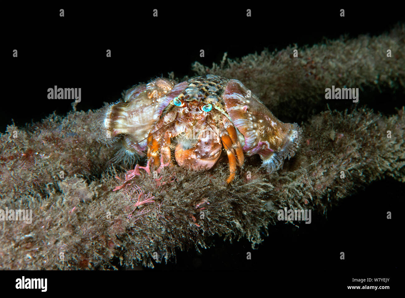 Anemone hermit crab (Dardanus pedunculatus) on mooring line carrying
