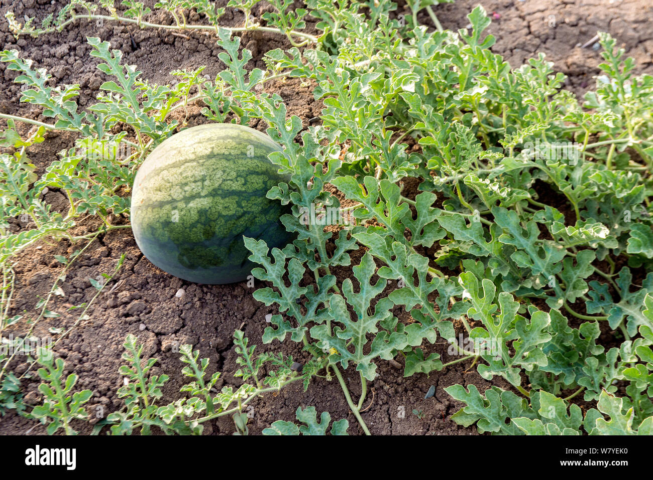 Watermelon (Citrullus lanatus)  Evia Island, Greece, July. Stock Photo