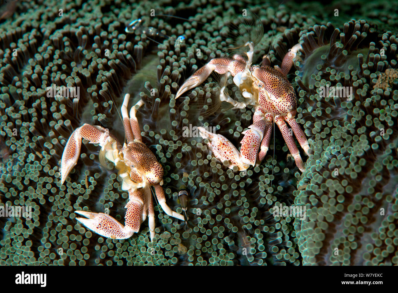 Spotted porcelain crab (Neopetrolisthes maculatus) pair. Lembeh Strait, North Sulawesi, Indonesia. Stock Photo