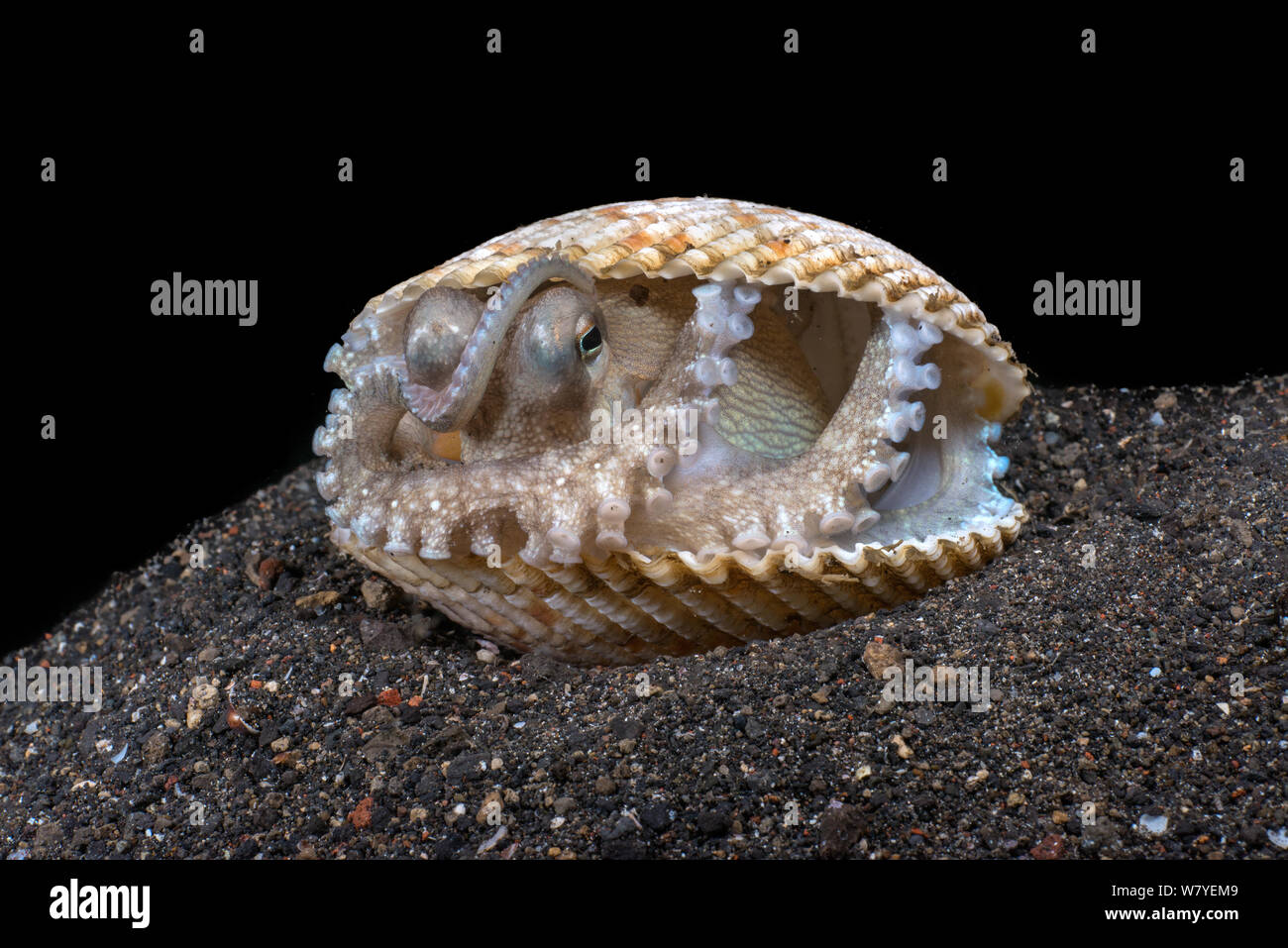 Margined octopus (Amphioctopus marginatus) hiding inside bivalve shell and looking out. Lembeh Strait, North Sulawesi, Indonesia. Stock Photo