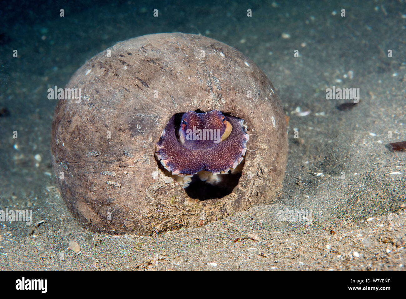 Margined octopus (Amphioctopus marginatus) seeking shelter inside a discarded coconut shell. Lembeh Strait, North Sulawesi, Indonesia. Stock Photo
