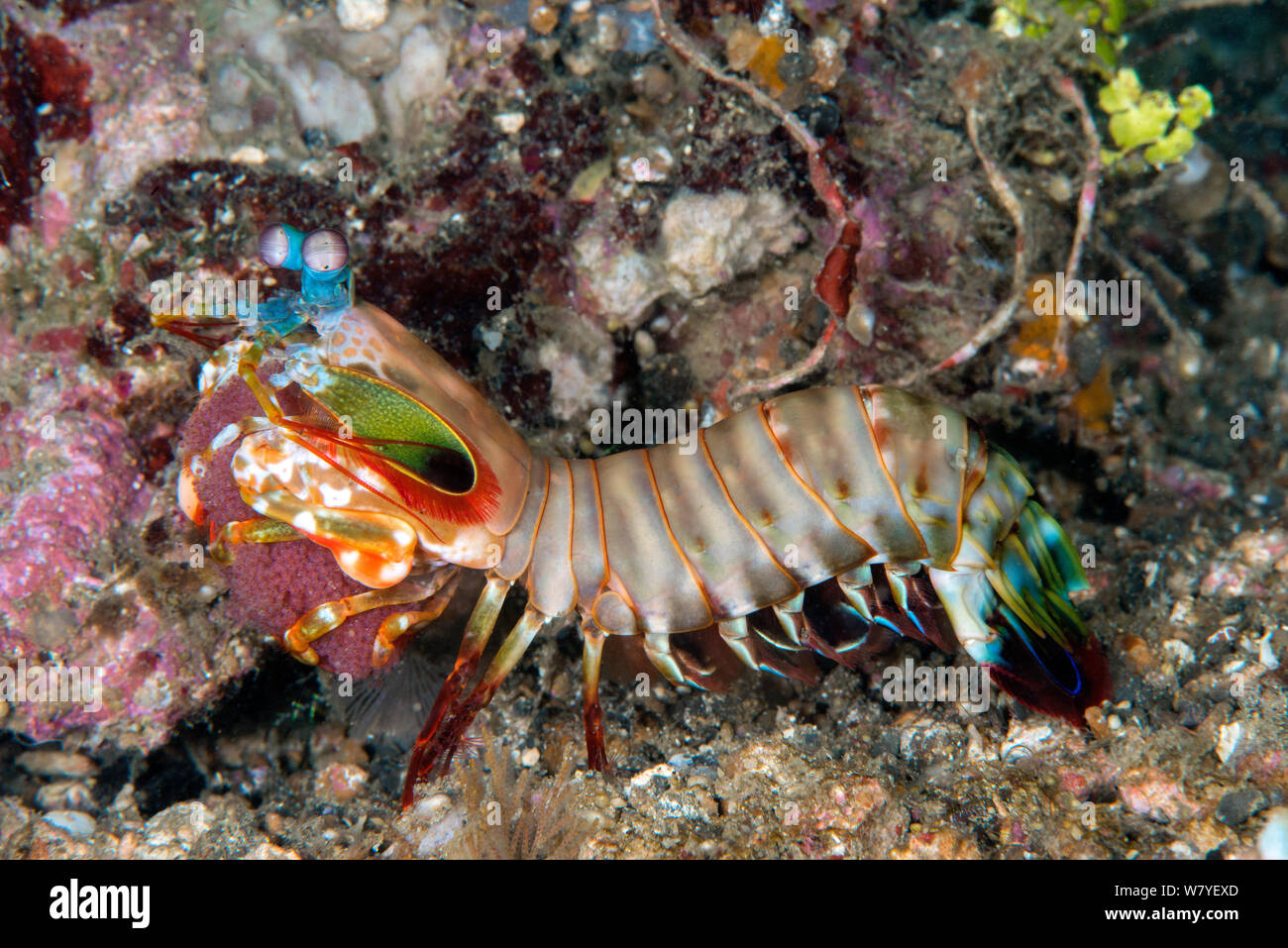 Peacock mantis shrimp (Odontodactylus scyllarus) carrying its egg mass. Lembeh Strait, North Sulawesi, Indonesia. Stock Photo