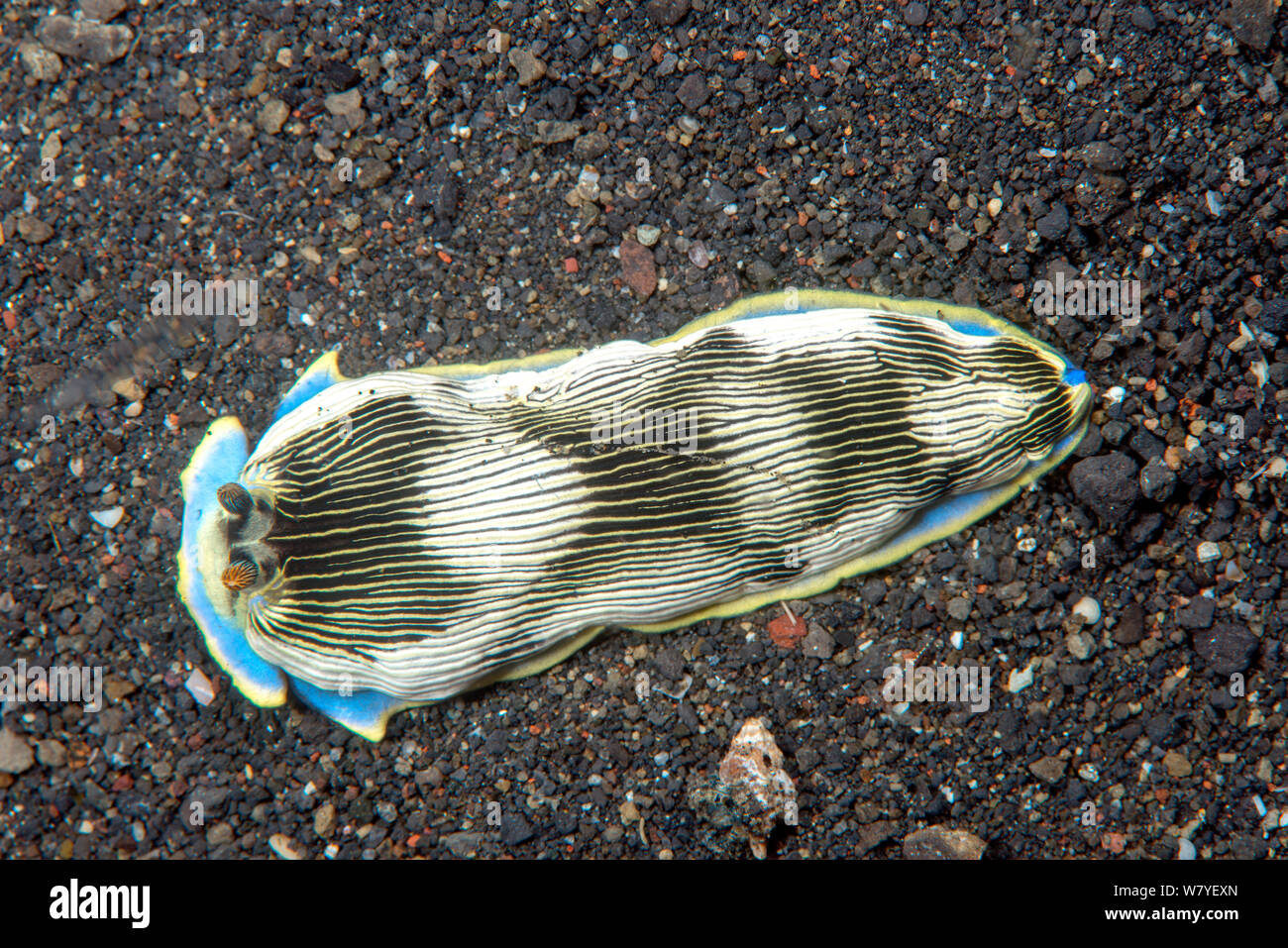 Arminid nudibranch (Armina semperi) on sandy sea floor, Lembeh Strait, North Sulawesi, Indonesia. Stock Photo
