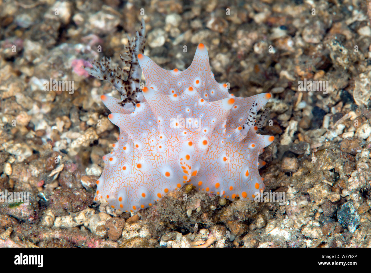 Hargerda nudibranch (Halgerda carlsoni) Lembeh Strait, North Sulawesi, Indonesia. Stock Photo