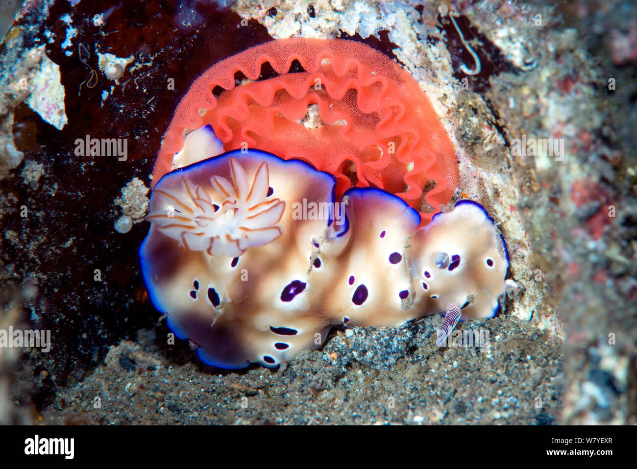 Chromodorid nudibranch (Risbecia tryoni) laying a red egg ribbon, Lembeh Strait, North Sulawesi, Indonesia. Stock Photo