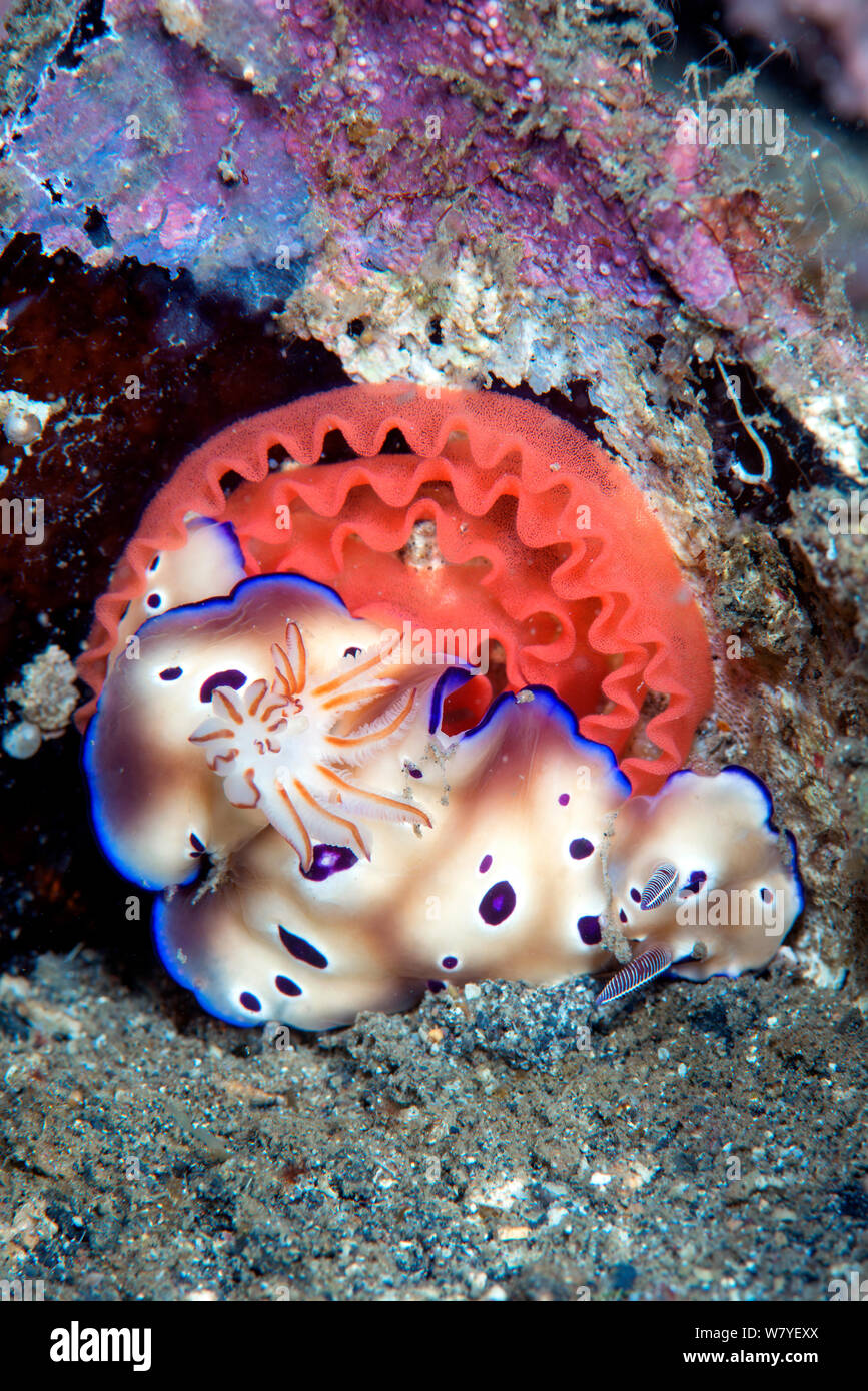 Chromodorid nudibranch (Risbecia tryoni) laying a red egg ribbon, Lembeh Strait, North Sulawesi, Indonesia. Stock Photo
