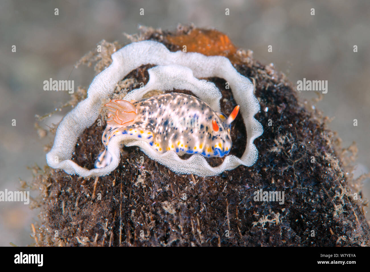 Chromodorid nudibranch (Hypselodoris rudmani) laying its egg ribbon egg mass, on a coconut shell. Lembeh Strait, North Sulawesi, Indonesia. Stock Photo