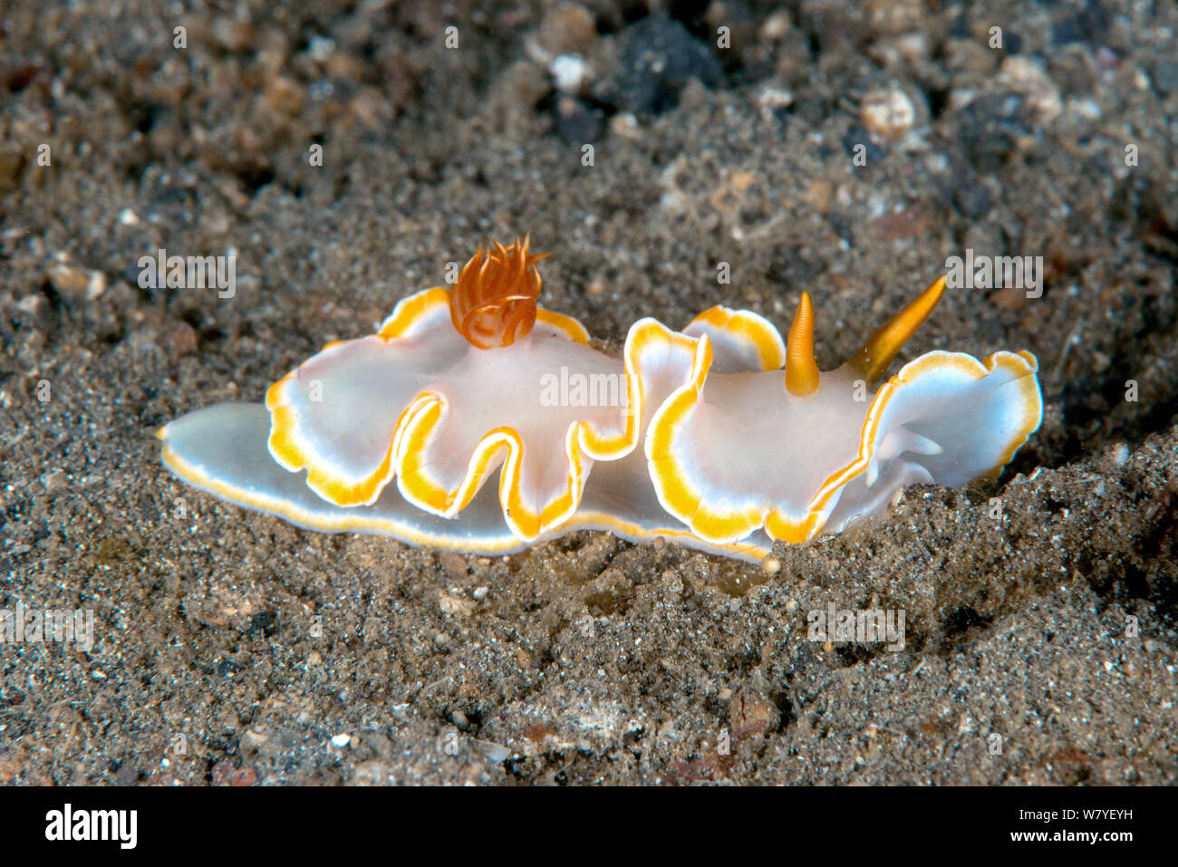 Chromodorid nudibranch (Noumea angustolutea) Lembeh Strait, North Sulawesi, Indonesia. Stock Photo