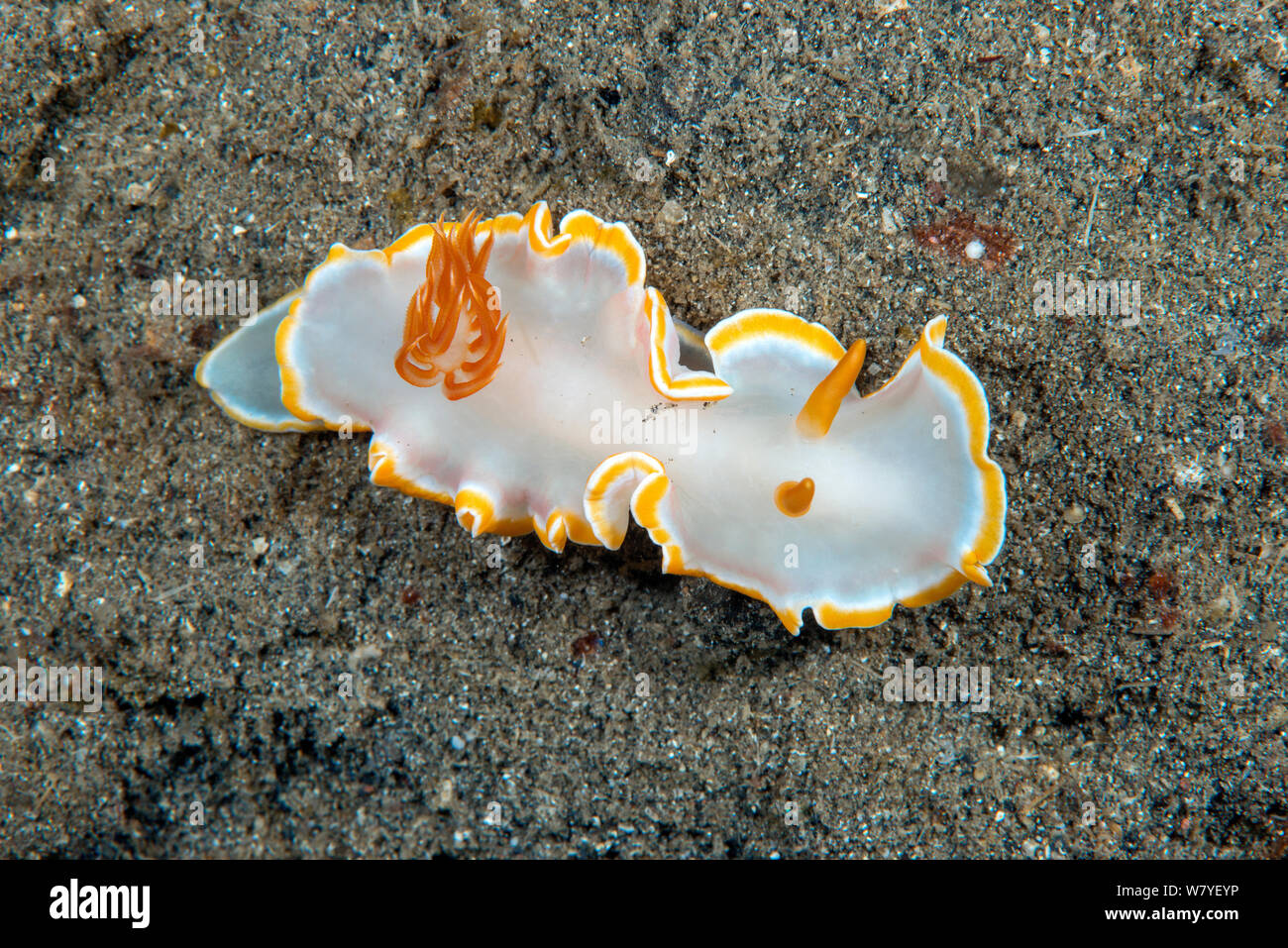 Chromodorid nudibranch (Noumea angustolutea) Lembeh Strait, North Sulawesi, Indonesia. Stock Photo