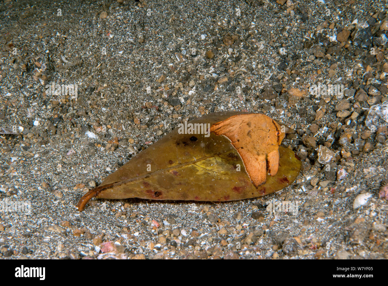 Orbicular batfish (Platax orbicularis) leaf-like juvenile camouflaged on leaf, Lembeh Strait, North Sulawesi, Indonesia. Stock Photo