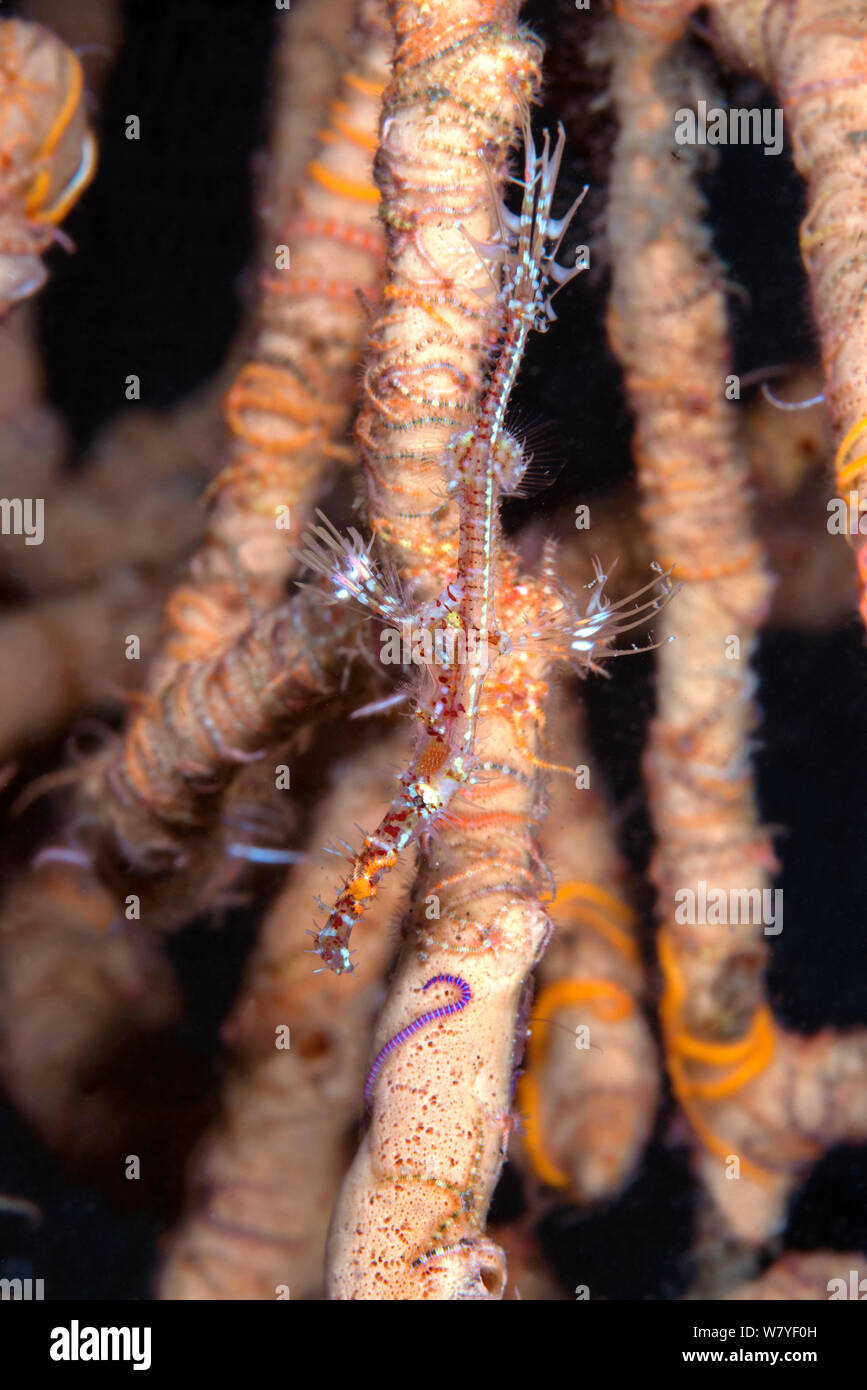 Male harlequin ghost pipefish (Solenostomus paradoxus) Lembeh Strait, North Sulawesi, Indonesia. Stock Photo