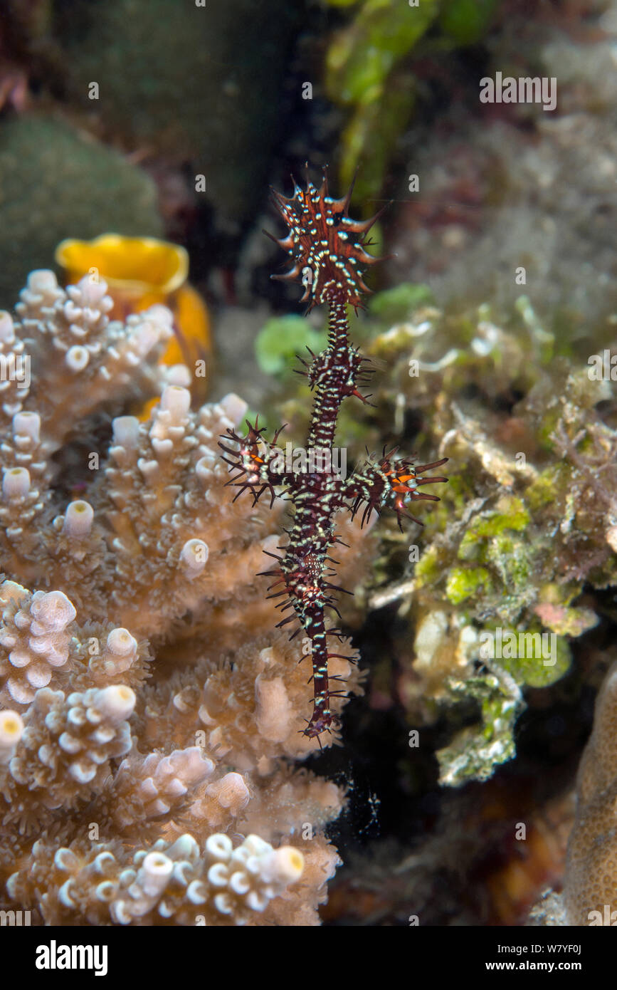 Harlequin ghost pipefish (Solenostomus paradoxus) male, Lembeh Strait, North Sulawesi, Indonesia. Stock Photo