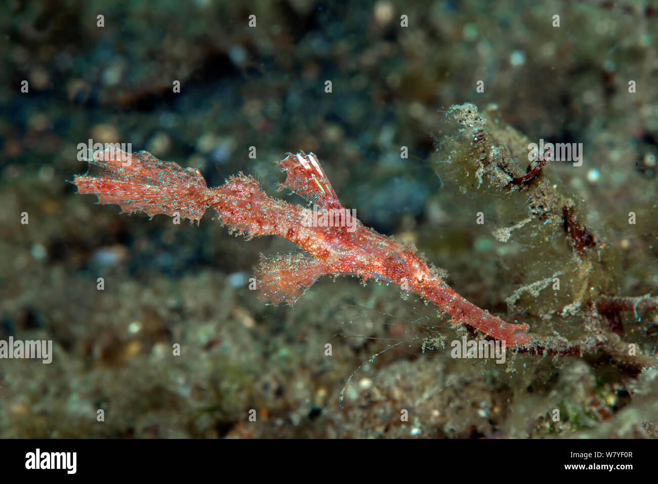 Roughsnout ghost pipefish (Solenostomus paegnius) red male. Lembeh Strait, North Sulawesi, Indonesia. Stock Photo