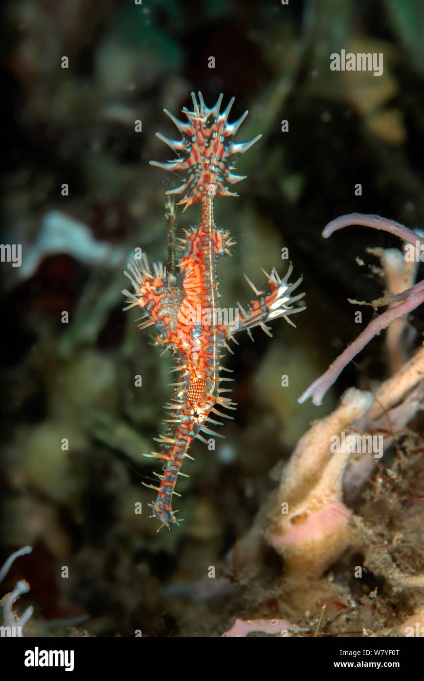 Harlequin ghost pipefish (Solenostomus paradoxus) female with eggs in the brood pouch. Lembeh Strait, North Sulawesi, Indonesia. Stock Photo