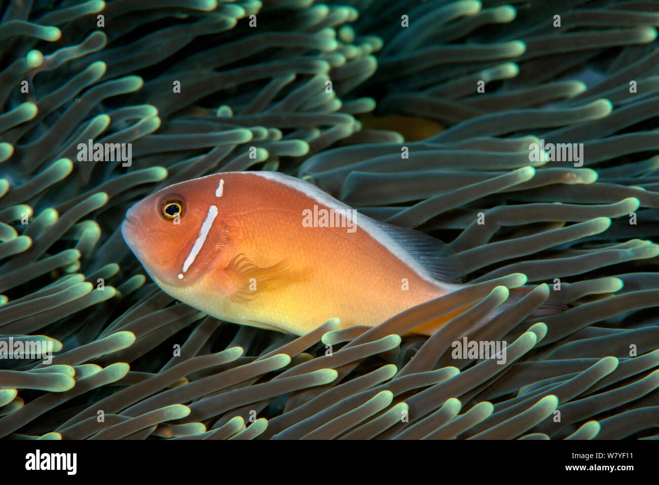 Pink clownfish (Amphiprion perideraion) in host anemone (Heteractis crispa). Lembeh Strait, North Sulawesi, Indonesia. Stock Photo