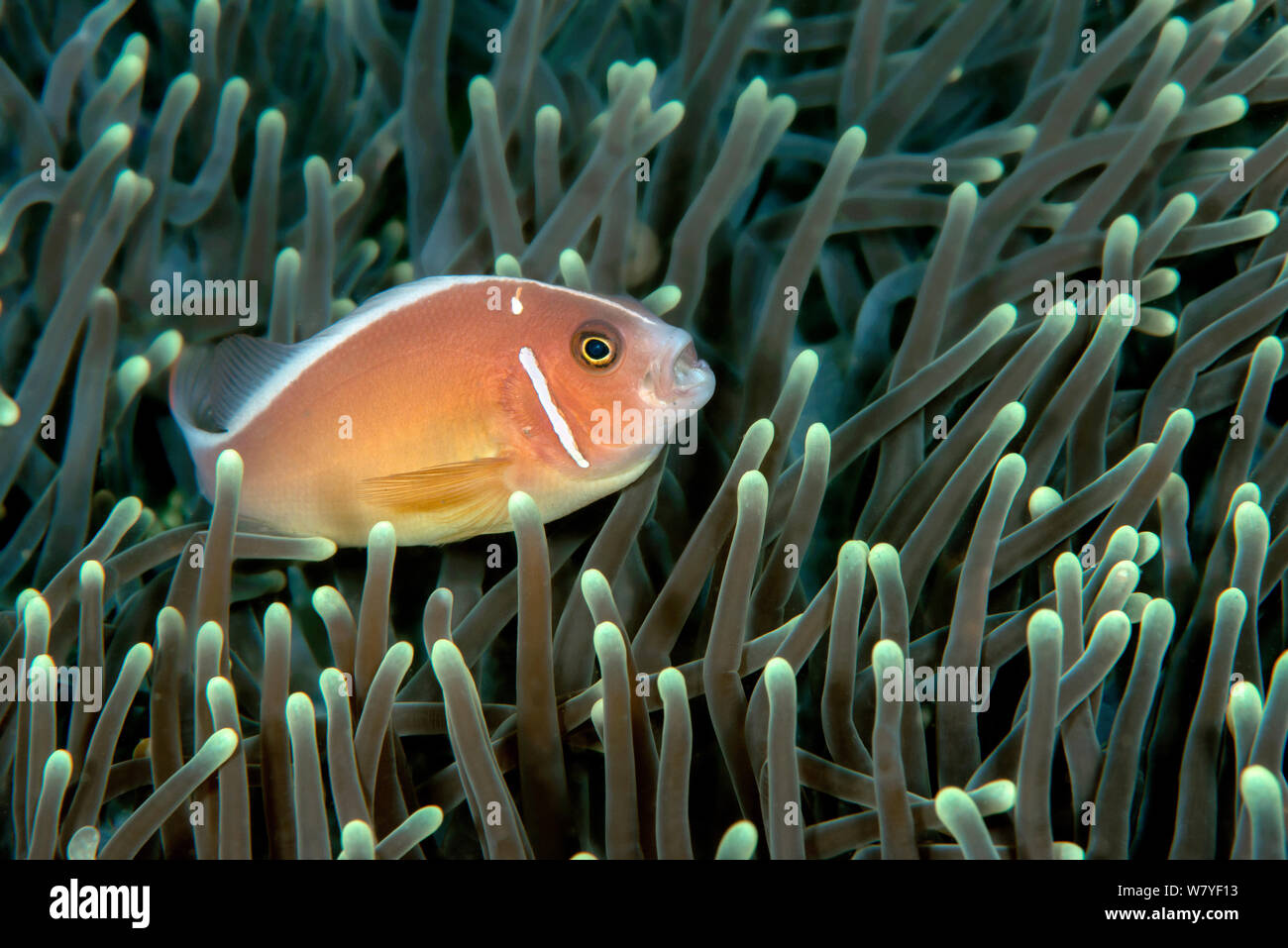 Pink clownfish (Amphiprion perideraion) in host anemone (Heteractis crispa). Lembeh Strait, North Sulawesi, Indonesia. Stock Photo