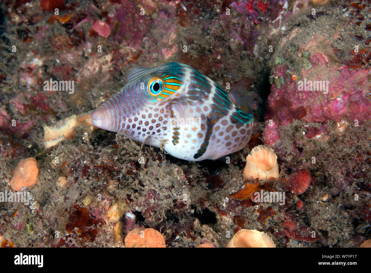 Black saddled toby (Canthigaster valentini) Lembeh Strait, North Sulawesi, Indonesia. Stock Photo