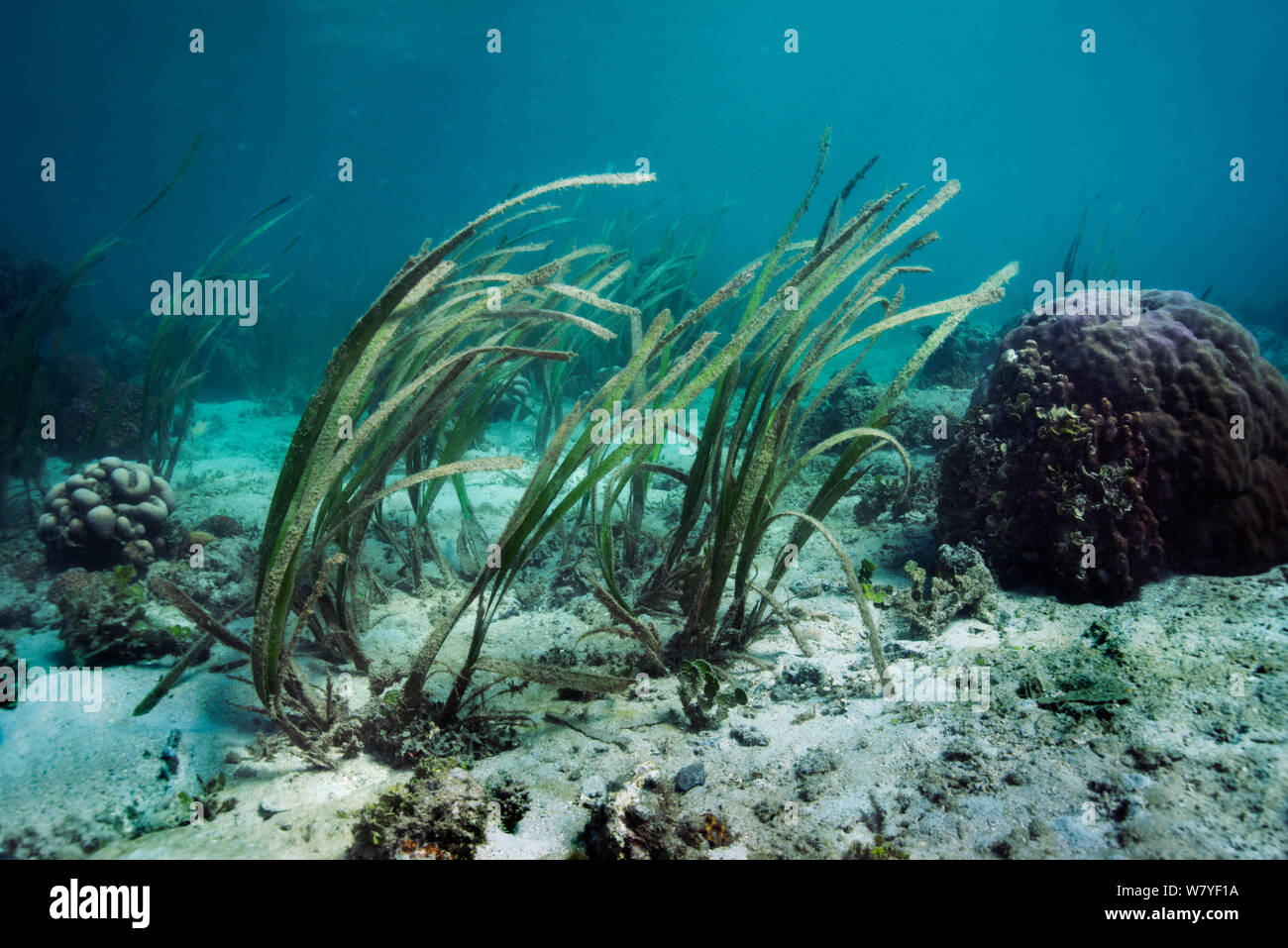 Sea grass / turtle grass (Enhalus acoroides) Lembeh Strait, Sulawesi, Indonesia. Stock Photo