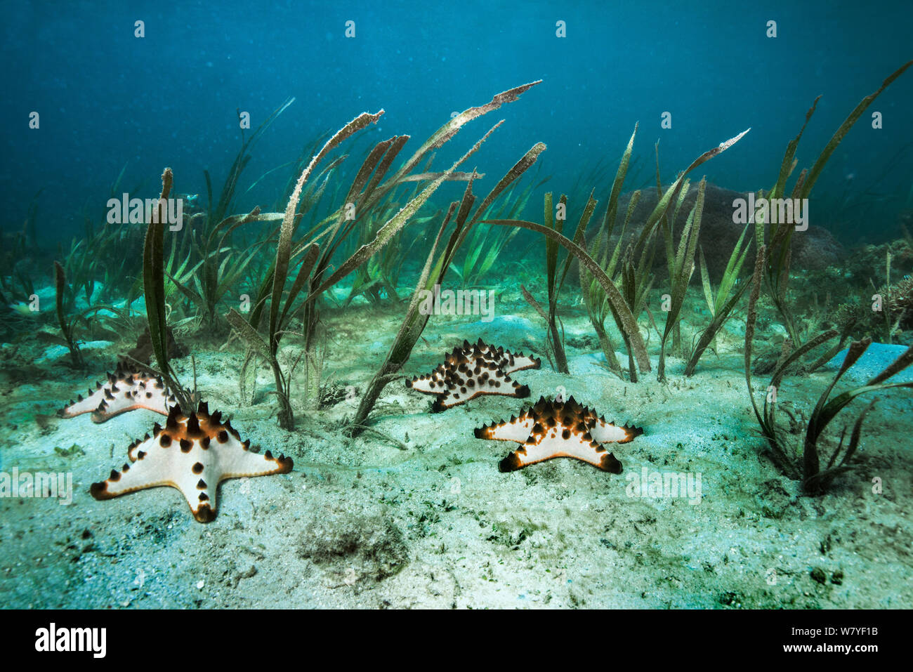 Sea grass / turtle grass (Ehalus acoroides) and Horned Sea Star / Chocolate Chip Sea Star (Protoreaster nodosus), Lembeh Strait, North Sulawesi, Indonesia. Stock Photo