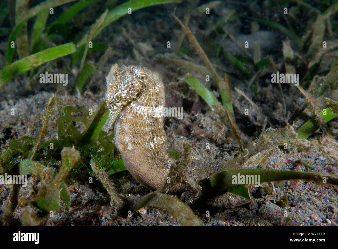 Estuary seahorse (Hippocampus kuda) adult male, with brood pouch. Lembeh Strait, North Sulawesi, Indonesia. Stock Photo