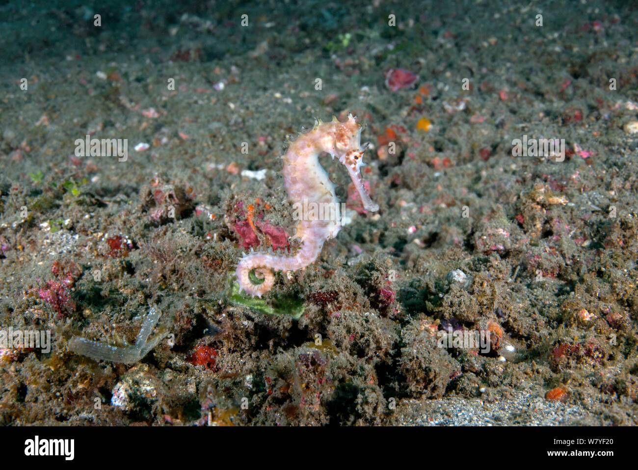 Longspine seahorse (Hippocampus histrix) Lembeh Strait, North Sulawesi, Indonesia. Stock Photo