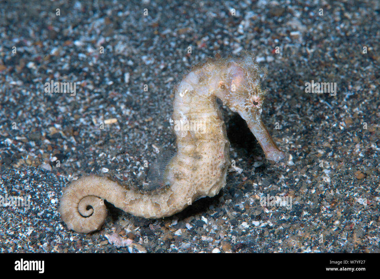 Estuary seahorse (Hippocampus kuda) on black sand, Lembeh Strait, North Sulawesi, Indonesia. Stock Photo