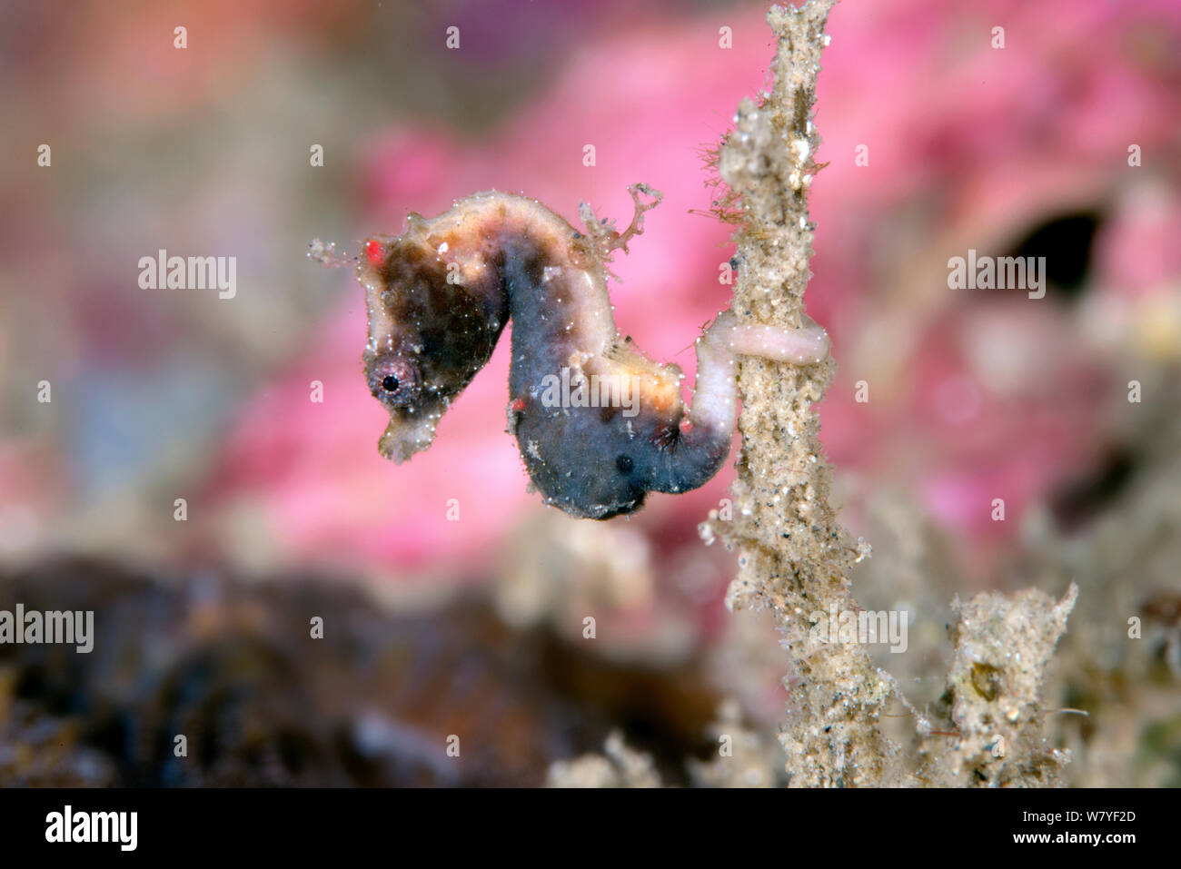 Severn&#39;s pygmy seahorse (Hippocampus severnsi) Lembeh Strait, North Sulawesi, Indonesia. Stock Photo