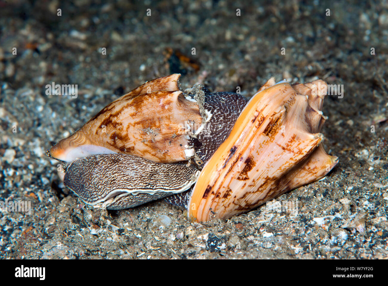 Bat volute predatory sea snails (Cymbiola vespertilio) mating, Lembeh Strait, North Sulawesi, Indonesia. Stock Photo