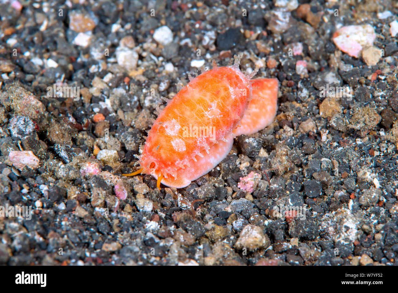 Tapering cowrie (Cypraea teres) Lembeh Strait, North Sulawesi, Indonesia. Stock Photo