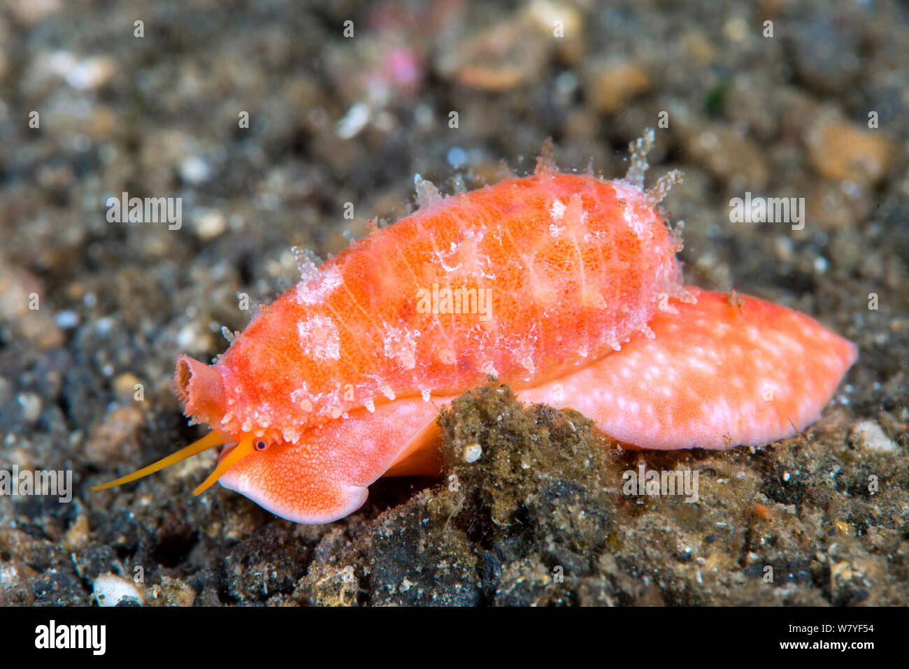 Tapering cowrie (Cypraea teres) Lembeh Strait, North Sulawesi, Indonesia. Stock Photo
